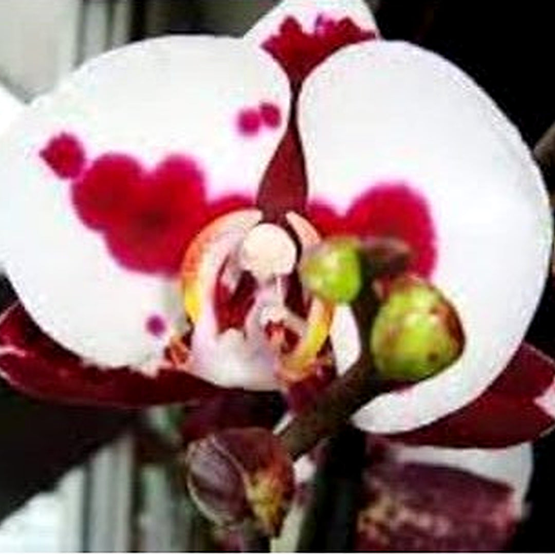 White Red Phalaenopsis Orchid Flower Seeds [neera-v5-a0fa885b003b2b5311ad]
