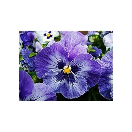 Blue and Purple Pansy Seeds for Planting [neera-v5-a10a20ad3fa25b019ce7]