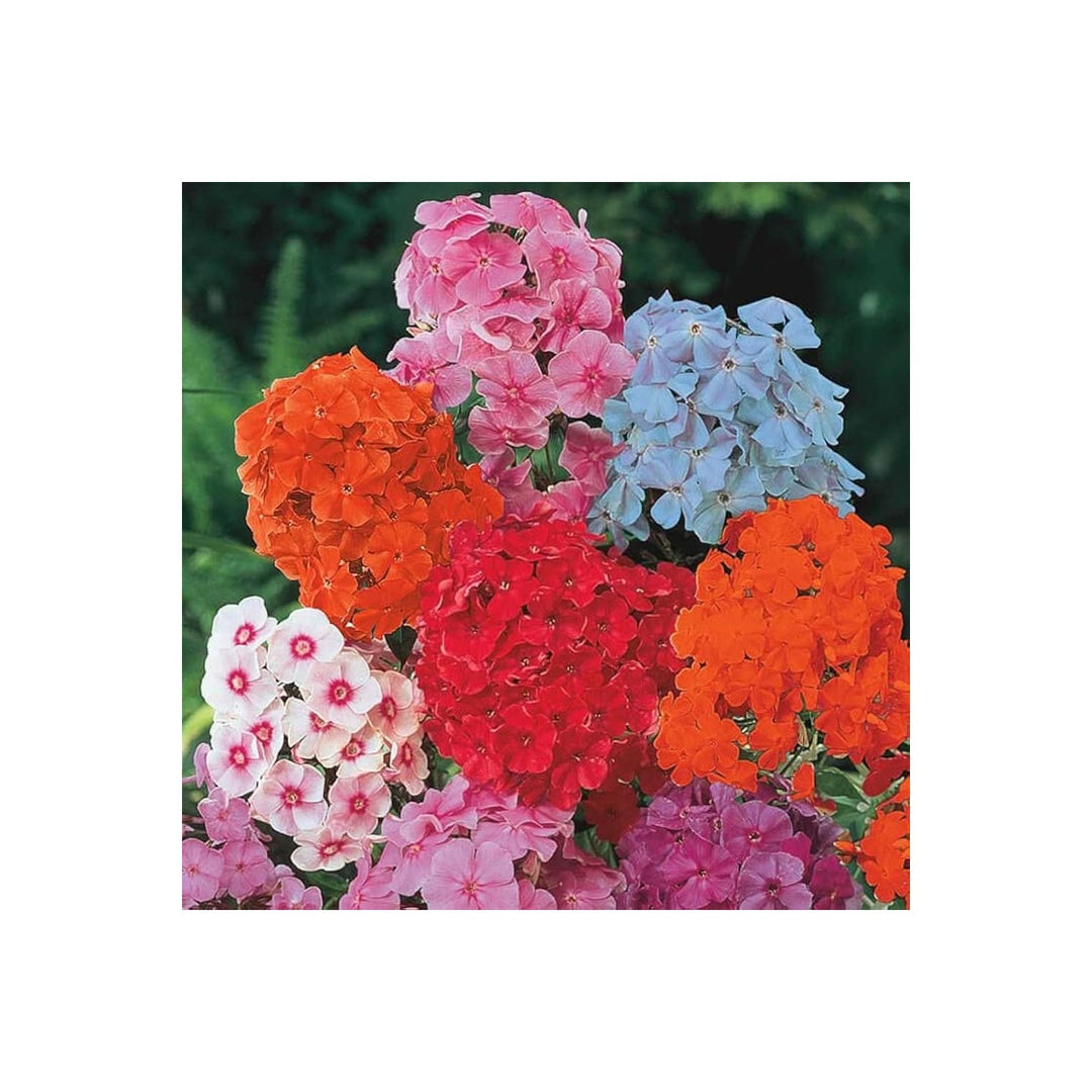 Phlox Phlox Drummondii Flower For Planting In Mixed Color Home Garden Flower Seeds for Home Garden [neera-v5-a10f5ba24d06e2e29948]