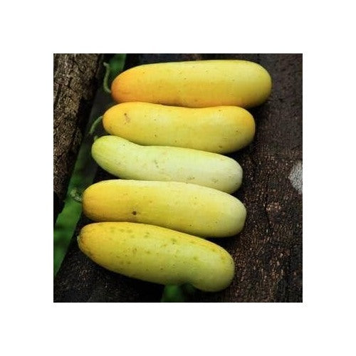 Yellow Cucumber Seeds for Planting [neera-v5-a115b1b7c8cea66324a3]