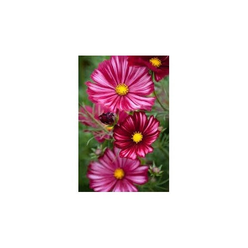 Cosmos Velouette Flower Seeds for Planting [neera-v5-a11a7973f93296e75ce1]