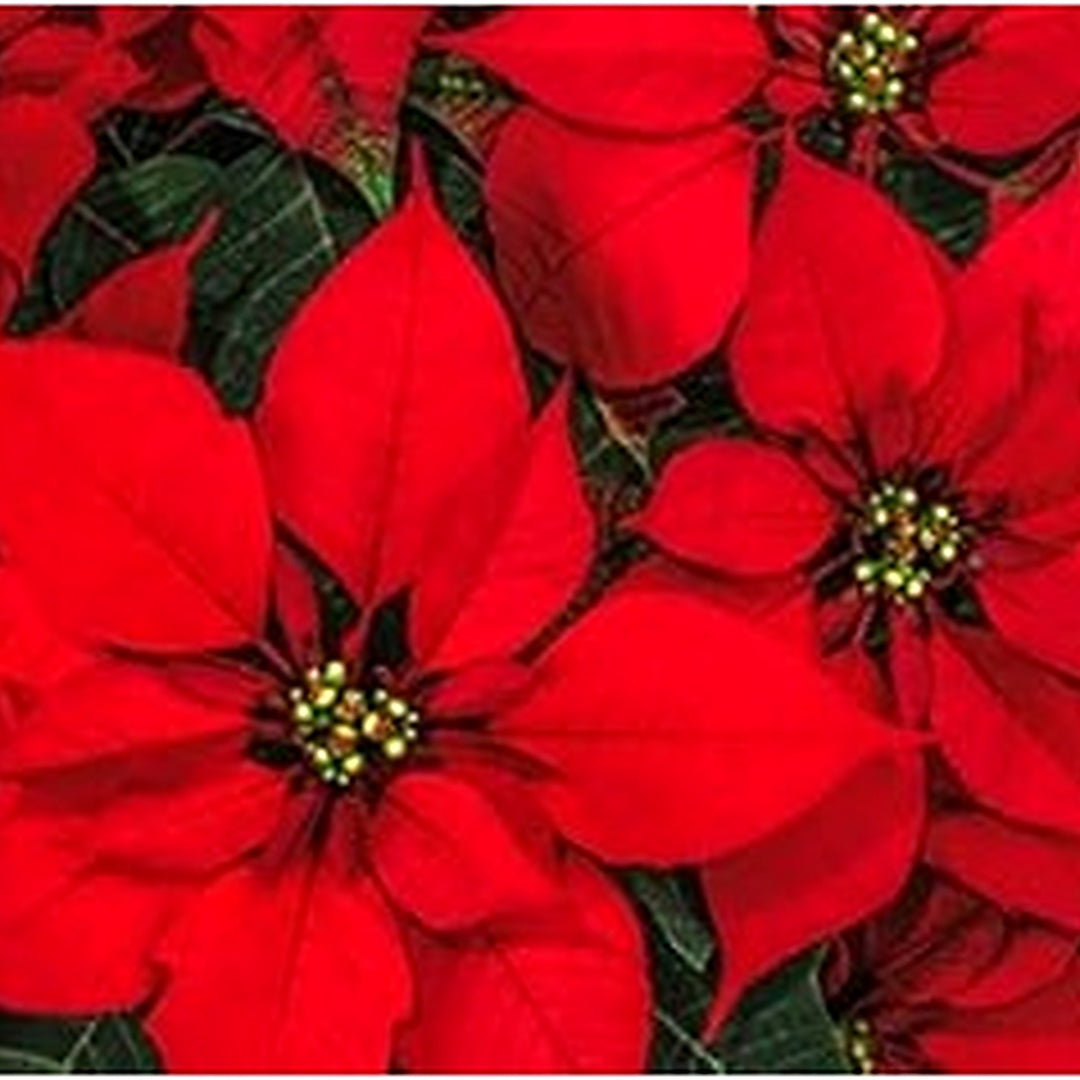 Heirloom Non-GMO Red Poinsettia Flower Seeds for Planting [neera-v5-a11ebe65df93a81fe646]