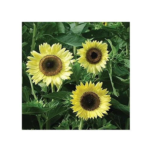 Light Yellow Sunflower Seeds [neera-v5-a122cf873474b71083c6]