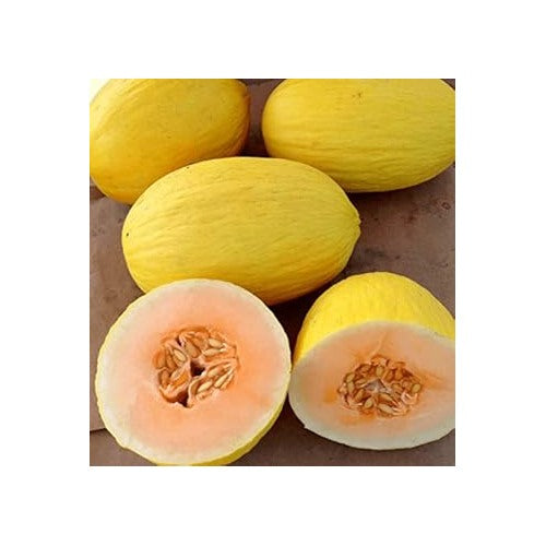 Crenshaw Melon Seeds [neera-v5-a128c796ac05fb98511c]