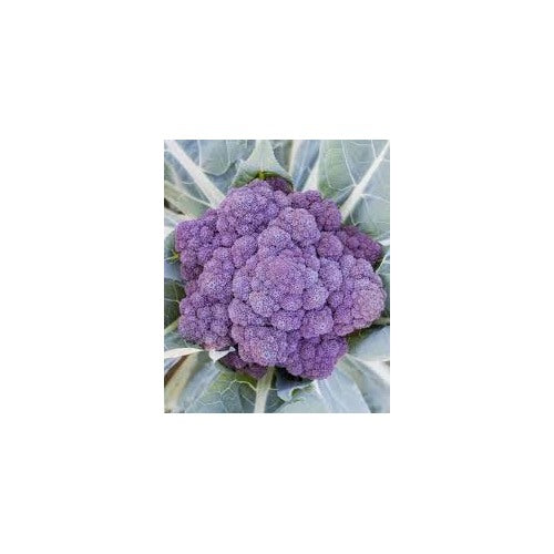 Early Purple Broccoli Seeds for Planting [neera-v5-a12c94945b5bb51782a4]
