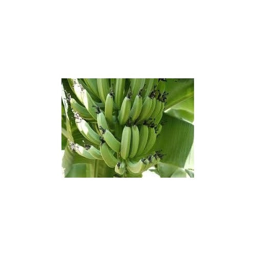 Raw Banana (Plantain) Fruit Seeds [neera-v5-a13e3baba5c00b706c5e]