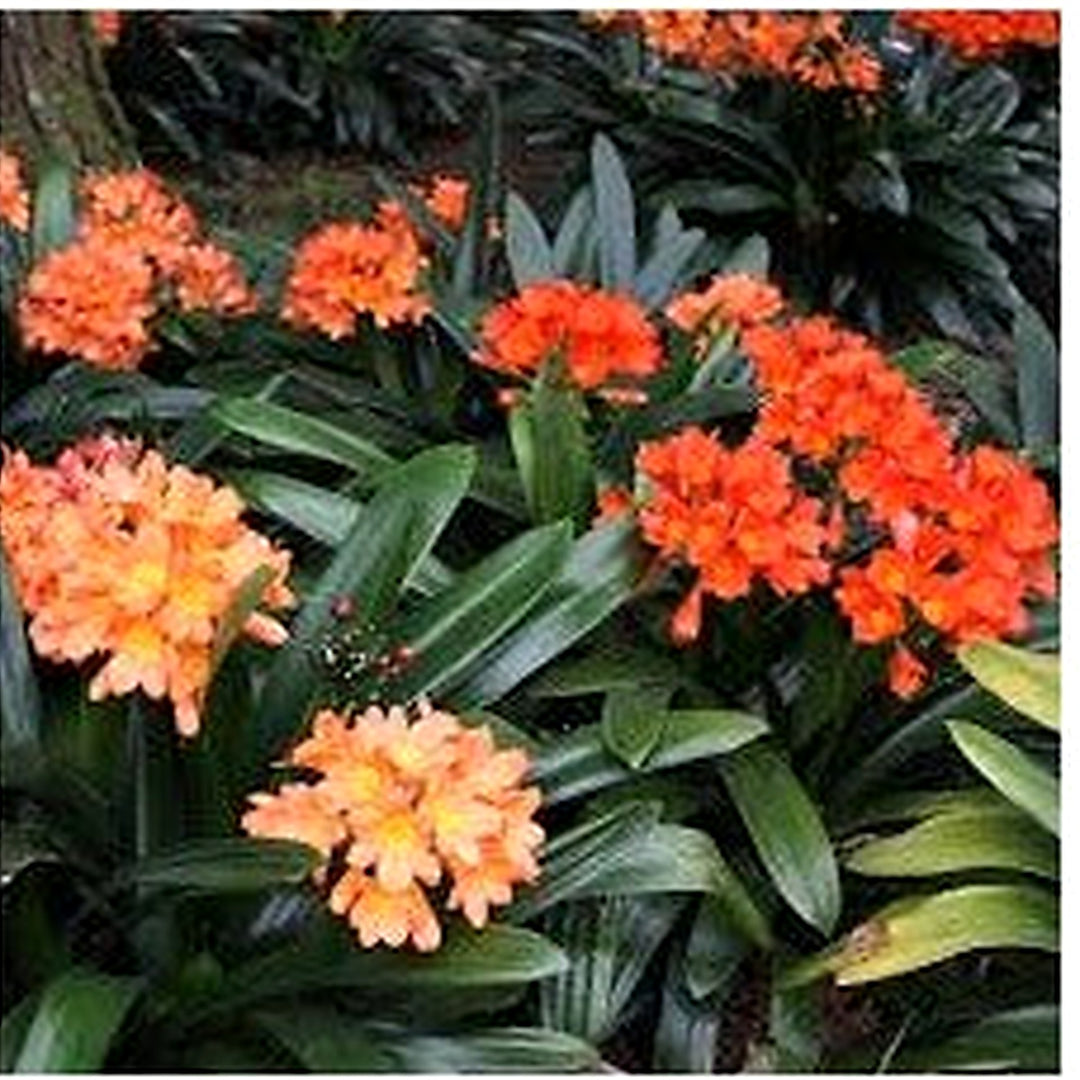 Mixed Clivia Planting Seeds [neera-v5-a13e854e5379dc71d7d2]
