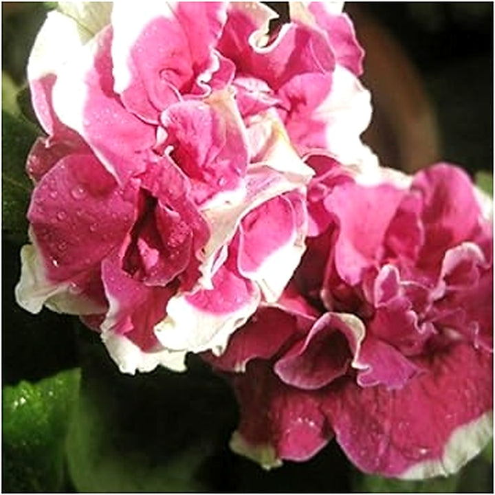 Mixed Double Petunia Flower Seeds [neera-v5-a13e868dfedbf9b42e68]