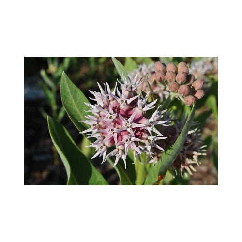 Showy Milkweed Planting Asclepias Butterfly Weed Easy Grow Heirloom Non Gmo Flower Seeds [neera-v5-a143a3da7d0655817fd3]
