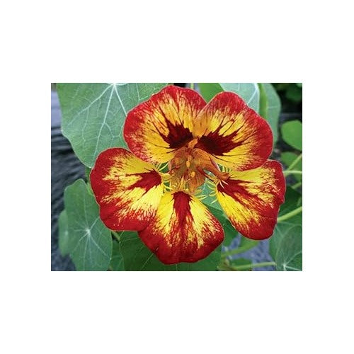 Multi Nasturtium Flower Seeds [neera-v5-a14dc27ba6d0c5ecf536]