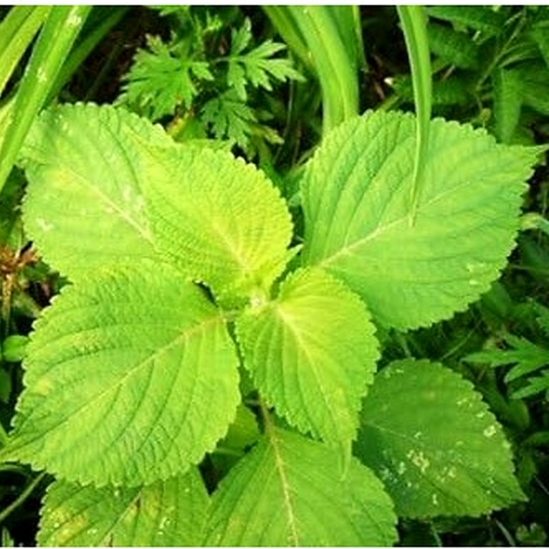 Green Perilla Plant Seeds for Planting [neera-v5-a1530e25b55c1eb4fcd5]