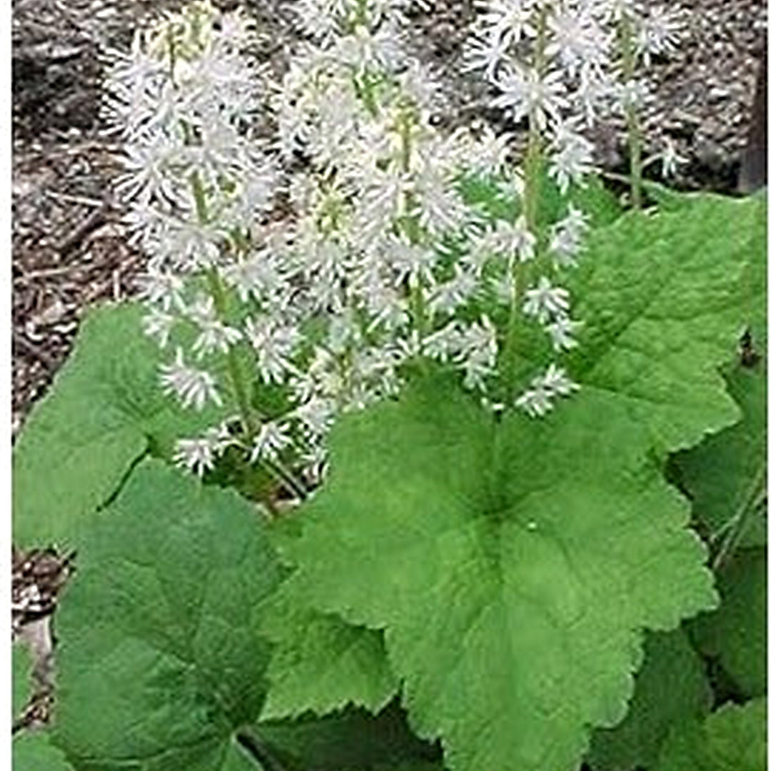 White Tiarella Wherryi Flower Seeds for Planting [neera-v5-a157e17c0fc59db1d566]