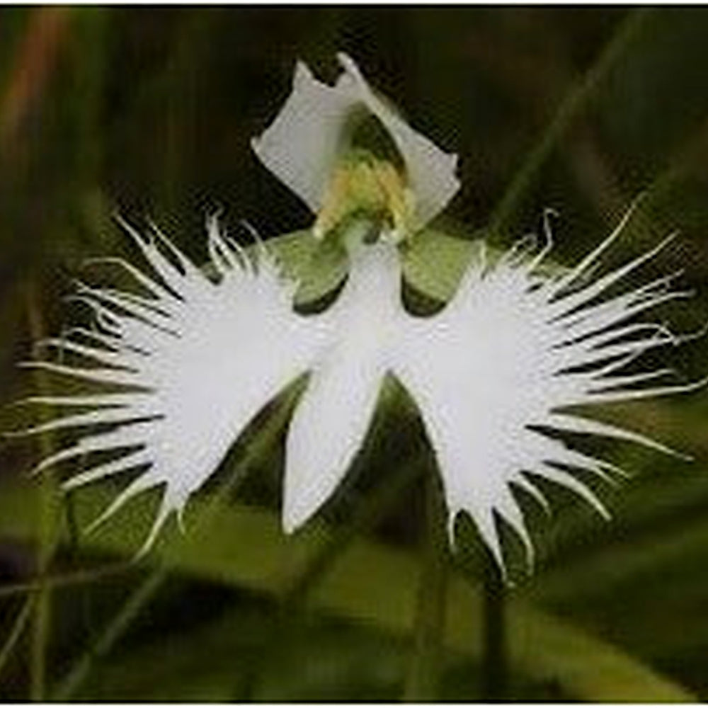 Egret Bonsai Flower Seeds [neera-v5-a158c3028893e245fab5]