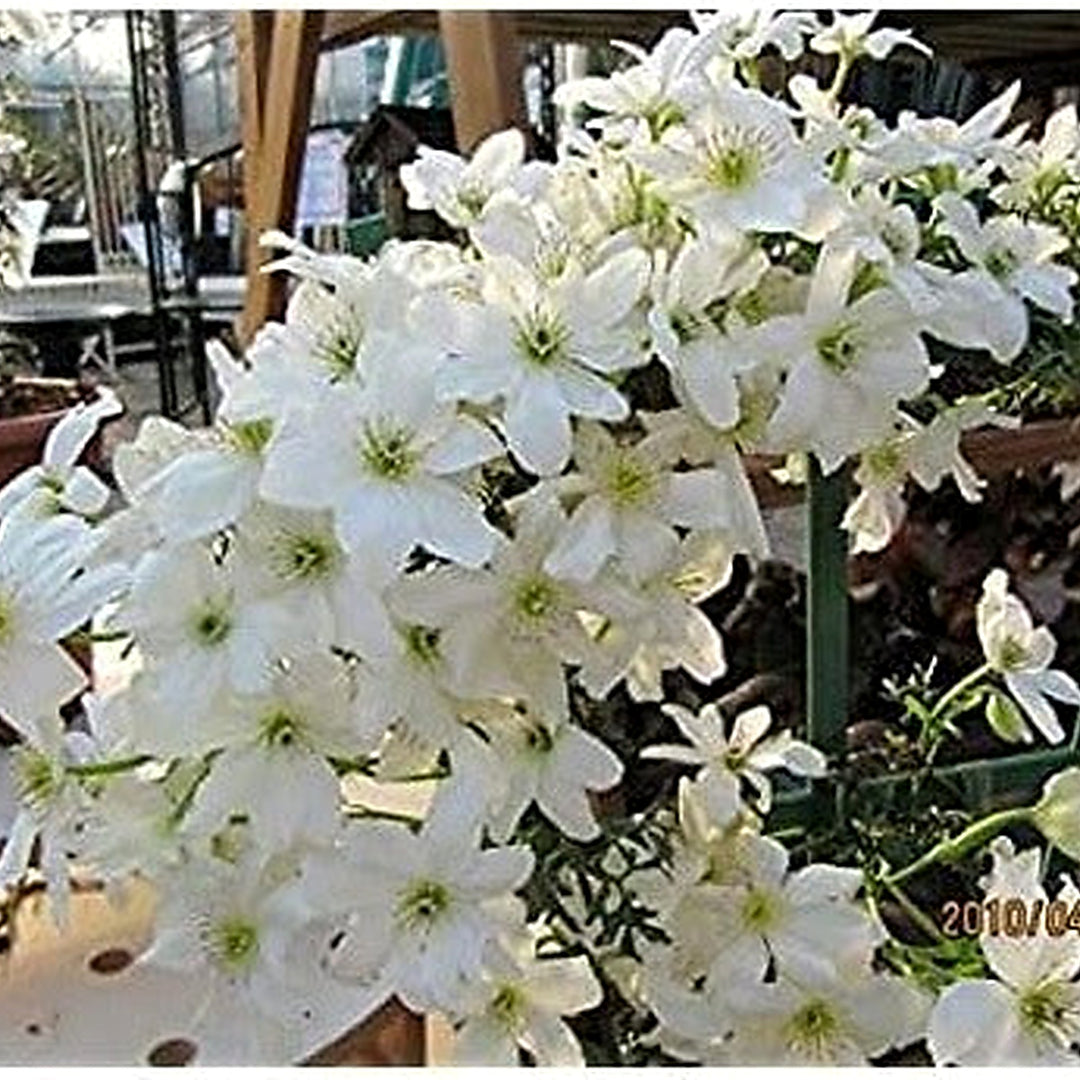 White Heirloom Non Gmo Clematis Flower For Planting Climbing Vine Blooms For Trellises Flower Seeds [neera-v5-a15d8aa500d72430020b]