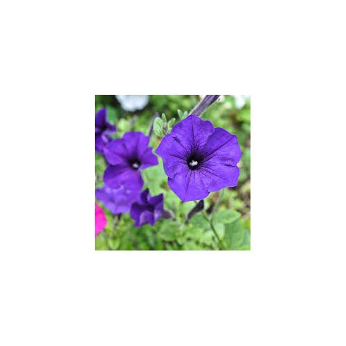 Blue Petunia Wave Flower Seeds for Garden Planting [neera-v5-a160185bbb475954e1ed]