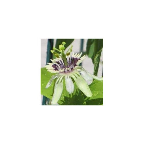 Colinvauxii Passion Flower Seeds, Heirloom, Non-GMO Seeds for Planting [neera-v5-a16d53492e9689b701a3]