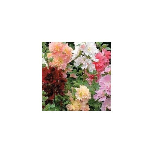 Heirloom Hollyhock Carnival Flower Seeds, Non-GMO Tall Colorful Blooms for Cottage Garden Planting [neera-v5-a16d876b796df435d73b]