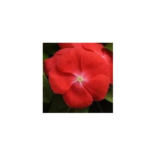 Orange Vinca Flower Garden For Planting Non Gmo Flower Seeds for Home Garden Planting, Fragrant [neera-v5-a18678014bbd8d7735ce]
