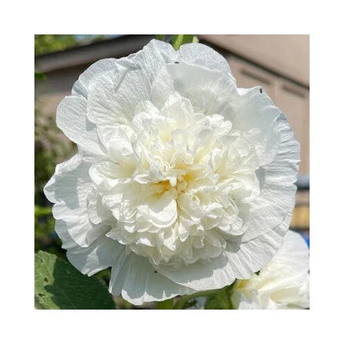 White White Chaters Double Hollyhock Planting Double Flowers Heirloom Non Gmo Flower Seeds [neera-v5-a18819270766feef3530]