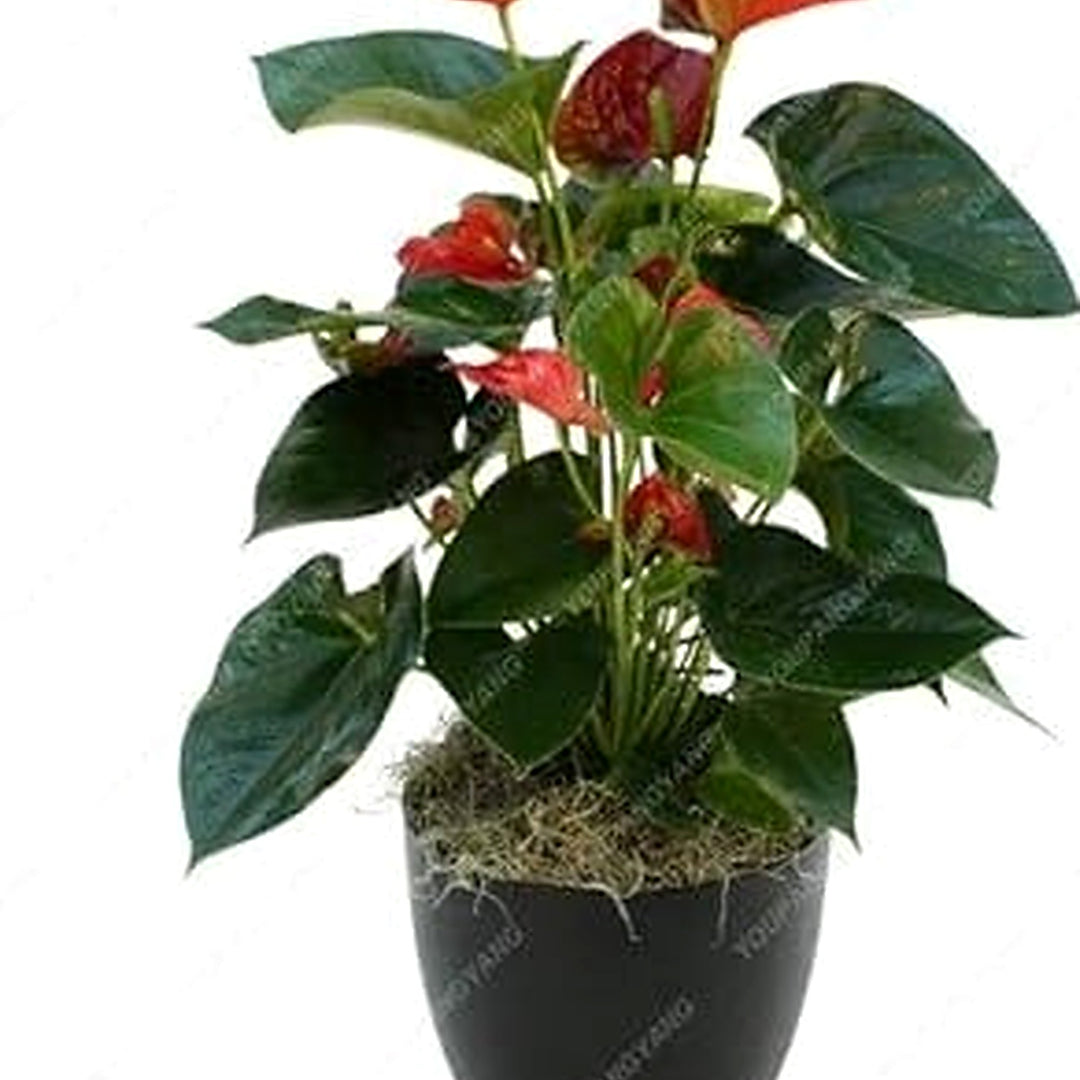 Anthurium Dark Orange Flower Seeds [neera-v5-a19212109cbeb2a283cb]