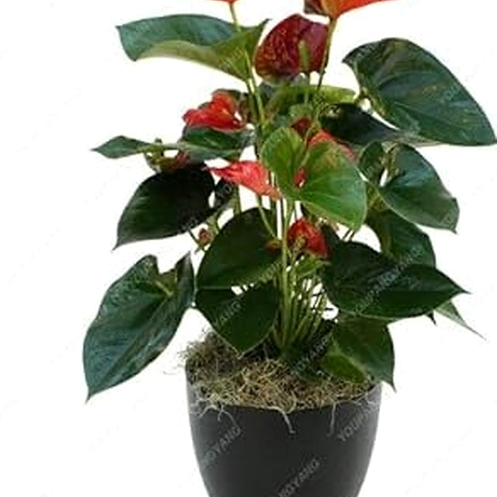 Anthurium Dark Orange Flower Seeds [neera-v5-a19212109cbeb2a283cb]