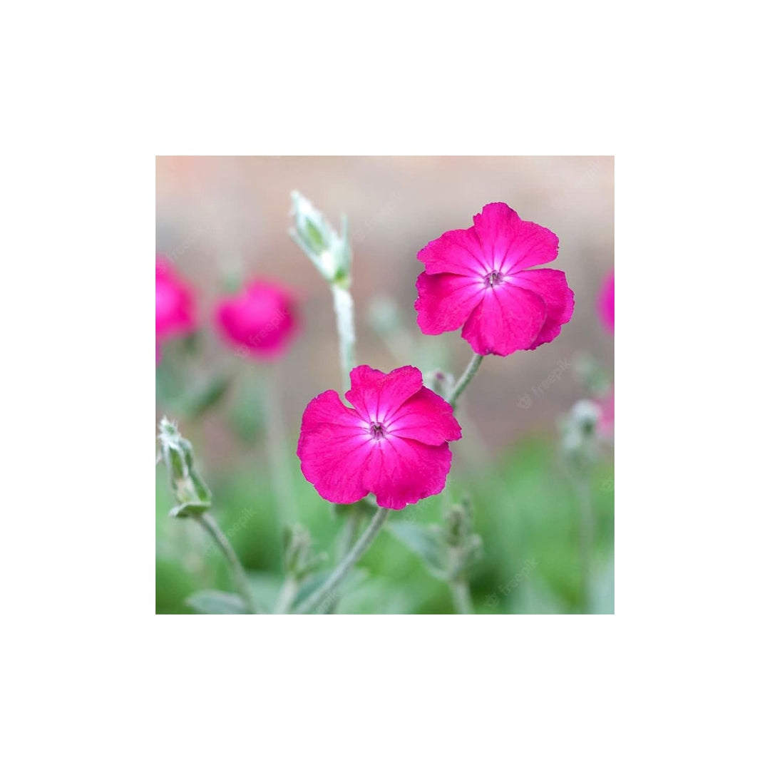 Pink Tall Campion Silene Armeria Wildflower Flower Seeds for Home Garden Planting, Exotic Organic [neera-v5-a19b1634511bcf664717]