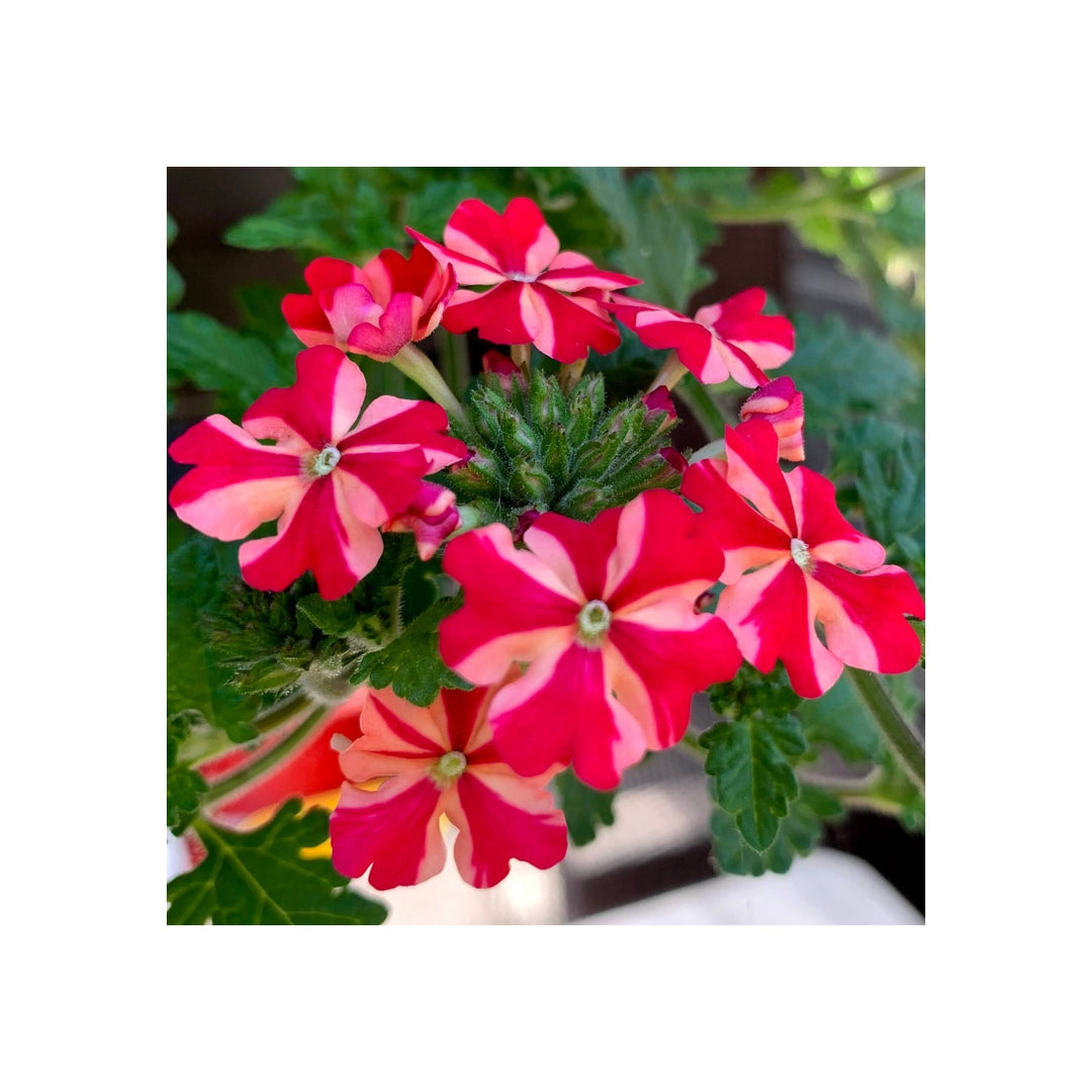 Stripe Verbena Flower For Planting Flower Seeds for Home Garden Planting, Ornamental Organic [neera-v5-a19d15c84e267a51bcf7]