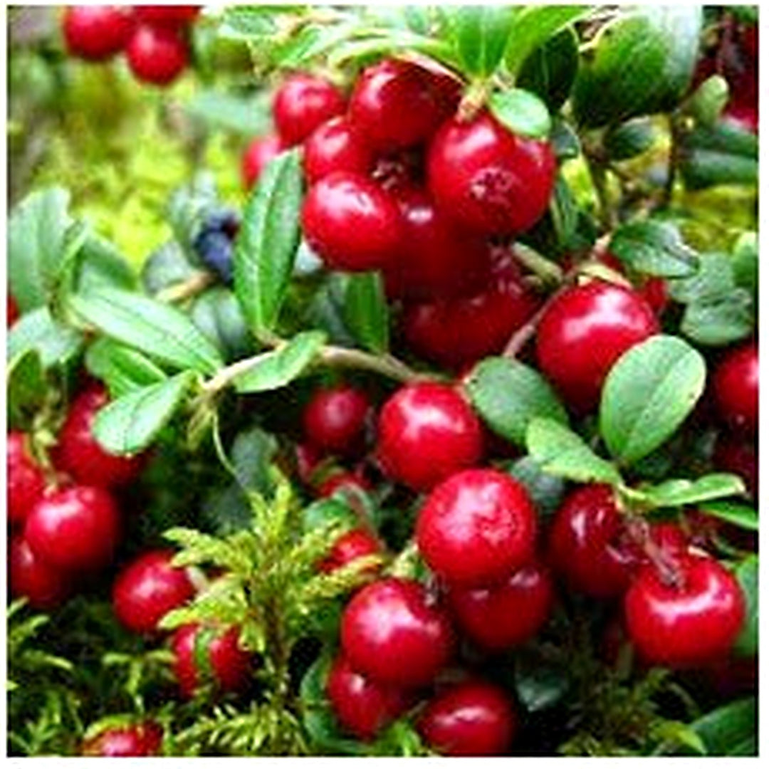 Vaccinium Vitis Fruit Seeds for Planting [neera-v5-a1b8e17da3c1aaa4d434]