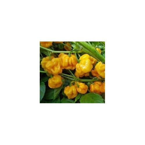 Scotch Bonnet Pepper Vegetable Seeds for Planting [neera-v5-a1cefdb92ad3f13728c7]