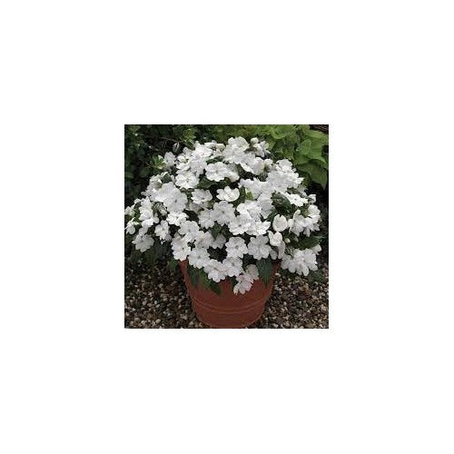 Heirloom Non-GMO Impatiens Flower Seeds for Planting [neera-v5-a1d4be2cf4dc25b63148]