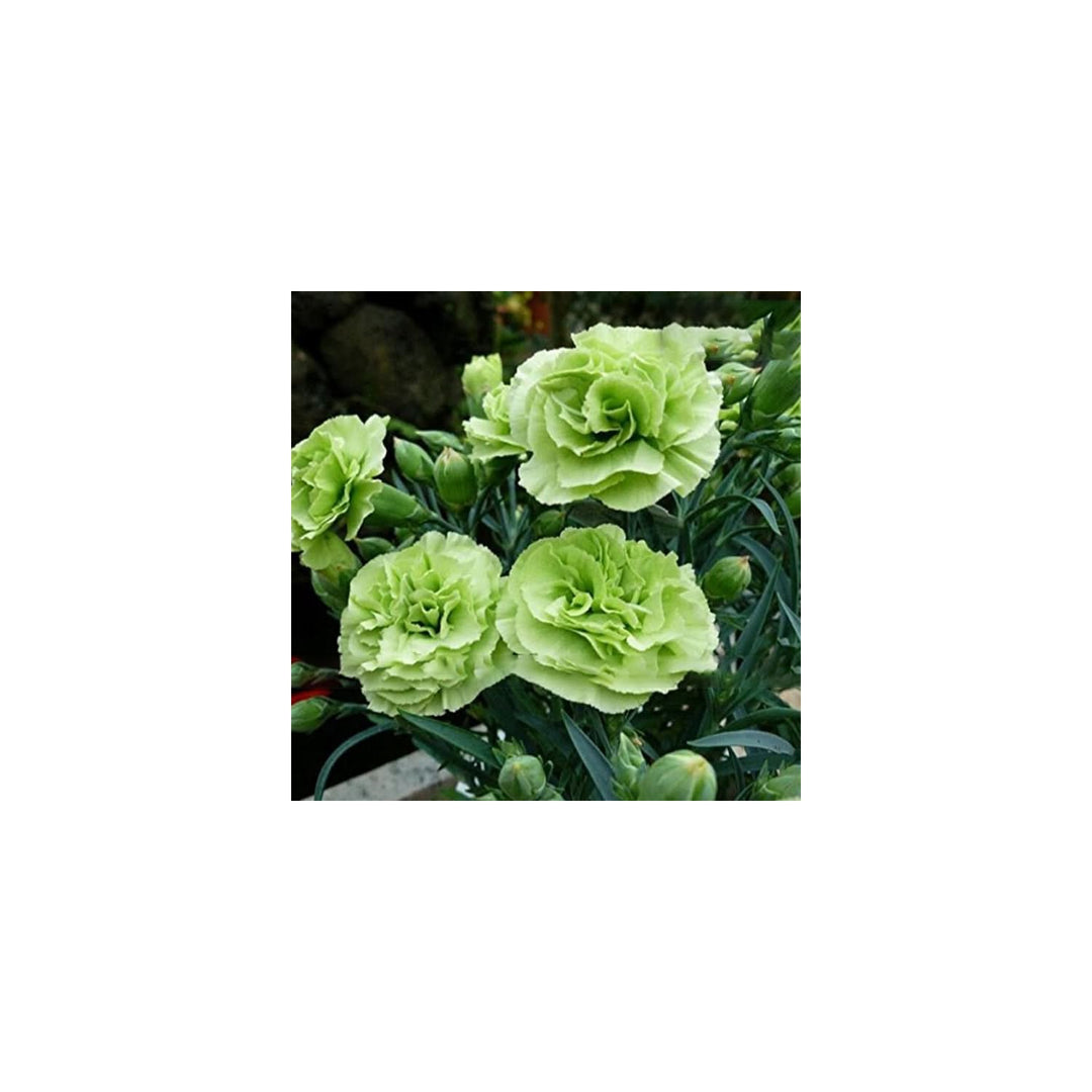 Heirloom Non Gmo Carnation Dianthus Caryophyllus Flower For Planting Flower Seeds for Home Garden [neera-v5-a1e2c49ba9cf0feeeff1]
