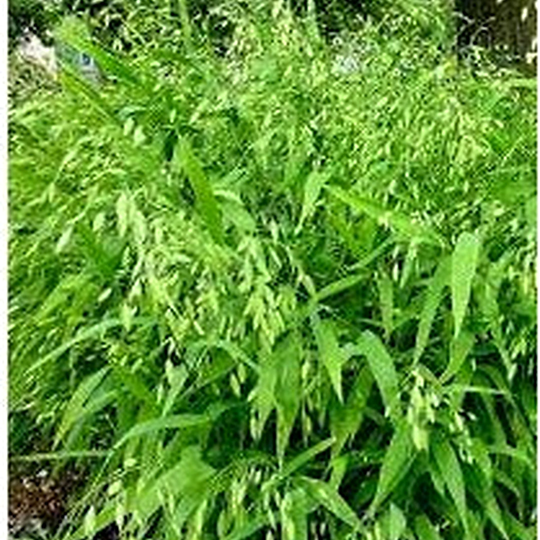 Chasmanthium Latifolium Seeds [neera-v5-a1e89b3ed16403c07426]