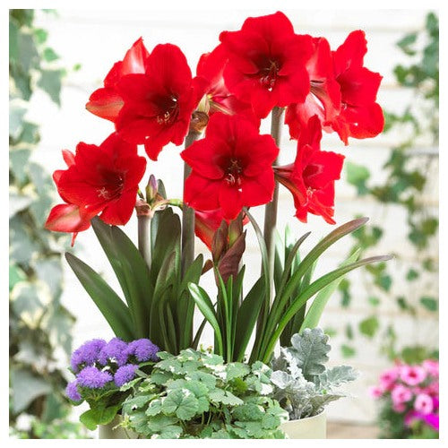 Red Amaryllis Flower Seeds for Planting [neera-v5-a1e8f73472b3273bef92]