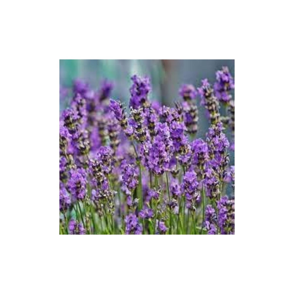 Violet Lavender Heirloom Non Gmo Provence Flower For Garden Planting Aromatic Blooms Flower Seeds [neera-v5-a1ec4e4dcac80396ccdf]