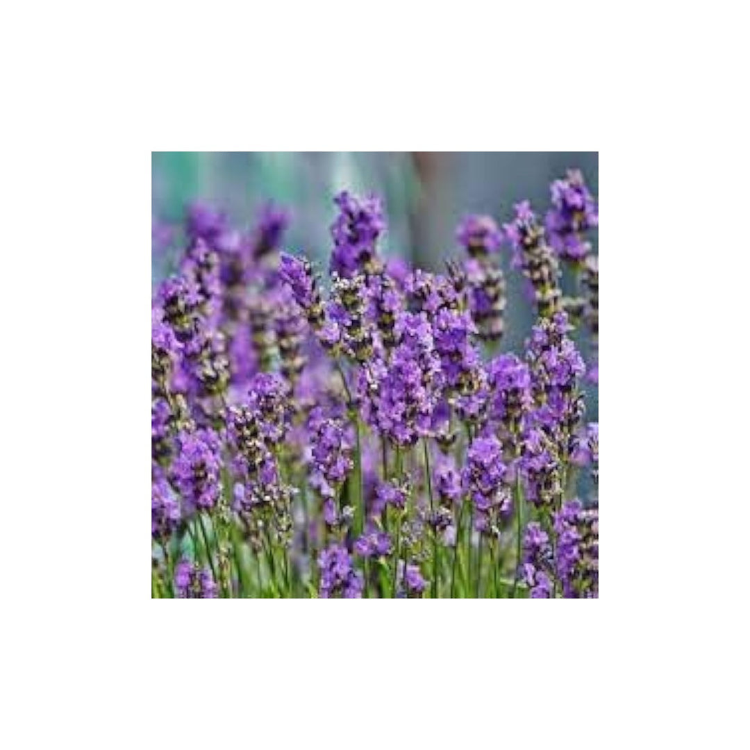 Violet Lavender Heirloom Non Gmo Provence Flower For Garden Planting Aromatic Blooms Flower Seeds [neera-v5-a1ec4e4dcac80396ccdf]