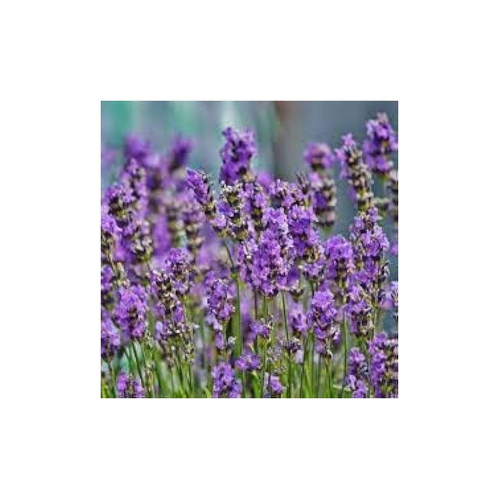 Violet Lavender Heirloom Non Gmo Provence Flower For Garden Planting Aromatic Blooms Flower Seeds [neera-v5-a1ec4e4dcac80396ccdf]