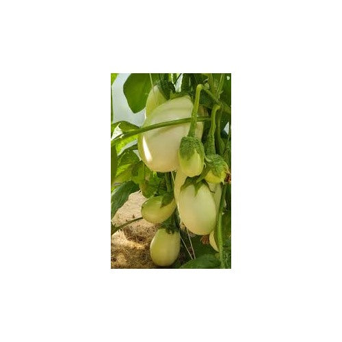 Clara Eggplant Seeds for Planting [neera-v5-a1ef3482b302264c67d3]