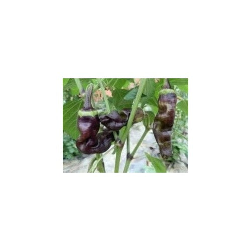Black Chili Pepper Seeds for Planting [neera-v5-a1f6b2050527d5847387]