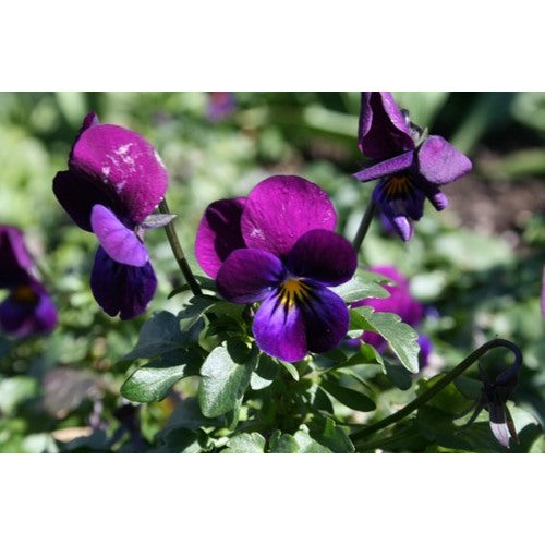 Viola Cornuta Flower Seeds for Planting [neera-v5-a21568ef575a83a4edf8]