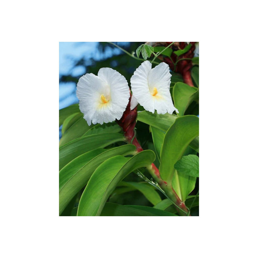 Heirloom Non Gmo Costus Barbatus Flower For Planting Tropical Spiral Ginger Blooms Flower Seeds for [neera-v5-a21c576493752e725378]
