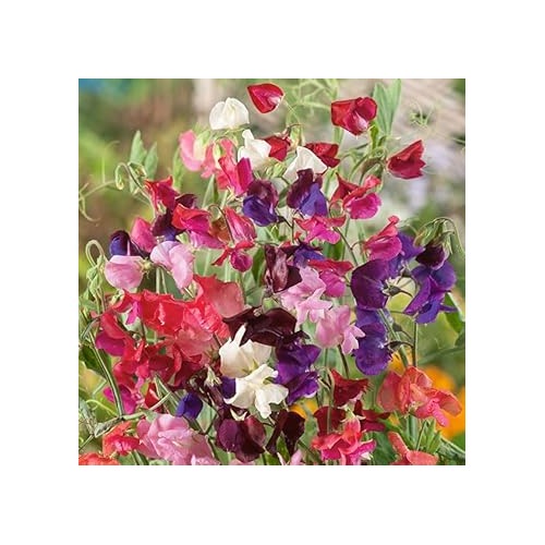 Pea Flower Seeds Heirloom Non GMO Planting [neera-v5-a2297504d942673d2310]