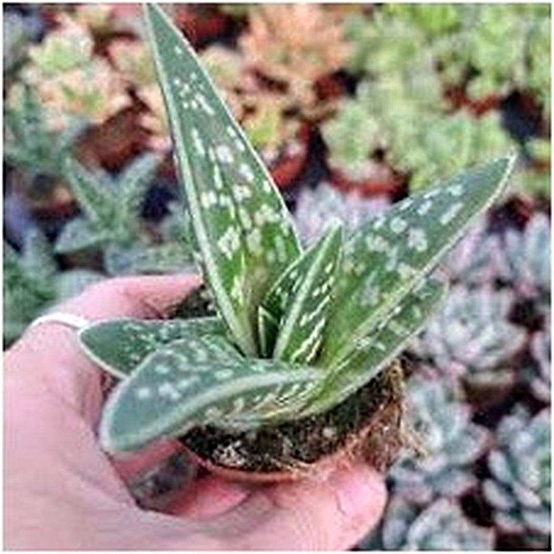 Green Aloe Variegata Plant Seeds [neera-v5-a229d16a87c0f4c93779]