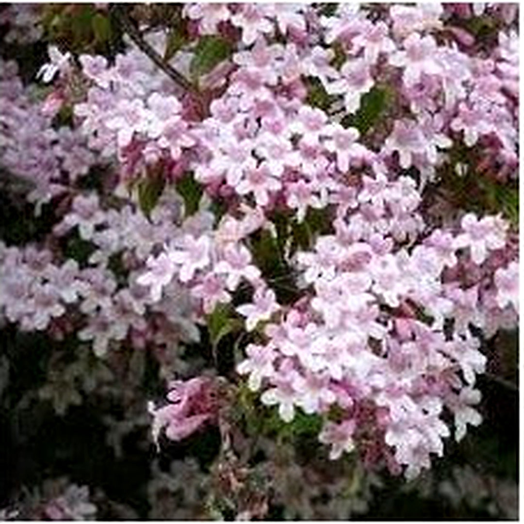 Beautybush Flower For Planting Organic Heirloom Non Gmo Flowering Shrub Flower Seeds for Home [neera-v5-a22c3017da2327e09959]