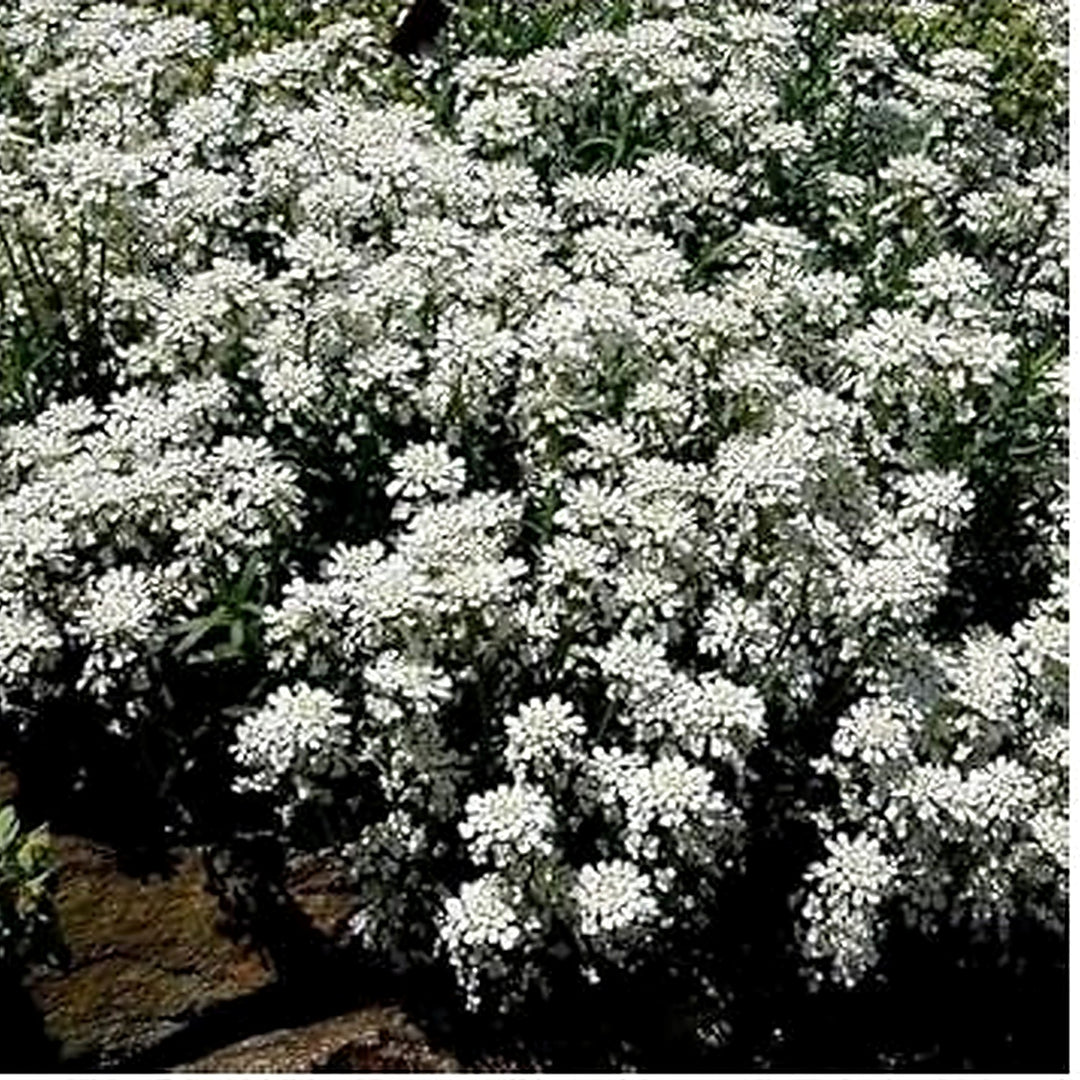 Heirloom White Candytuft Snow Flower Seeds, Non-GMO Ground Cover Blooms for Planting [neera-v5-a236fc35ccc7c9995c95]