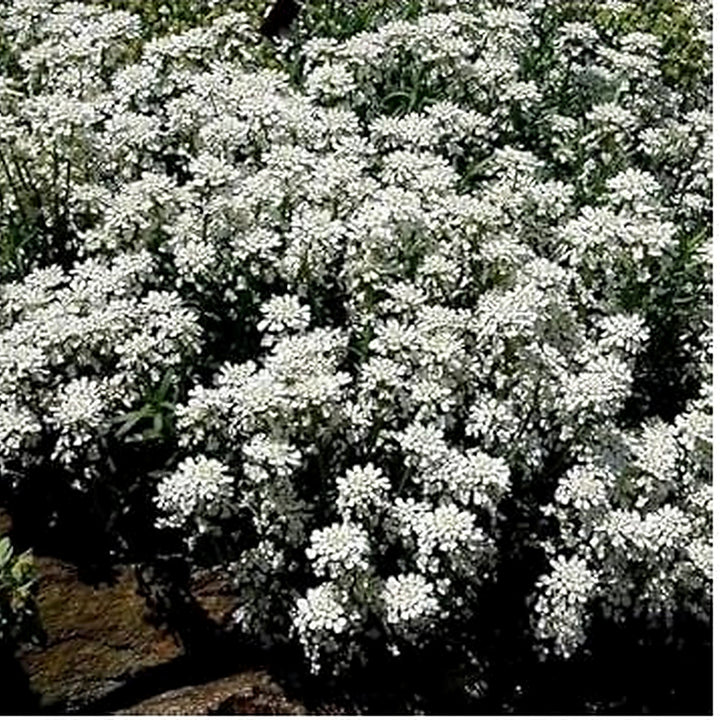 Heirloom White Candytuft Snow Flower Seeds, Non-GMO Ground Cover Blooms for Planting [neera-v5-a236fc35ccc7c9995c95]