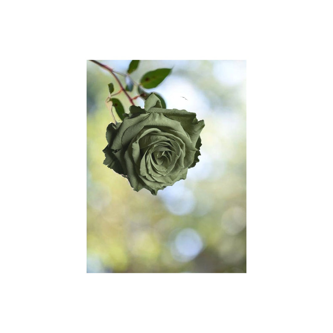 Green Army Rose Heirloom Non Gmo Planting Flower Seeds Home Garden Planting, Landscape [neera-v5-a2376b585adac9456439]