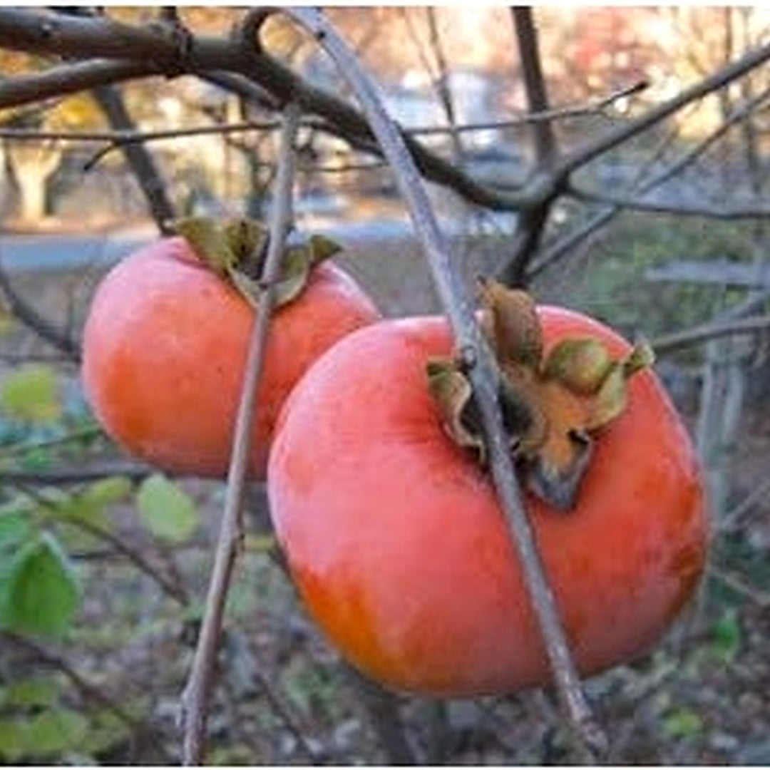 Red Asian Persimmon Fruit Seeds [neera-v5-a239cbf1f21fbebe5cf0]