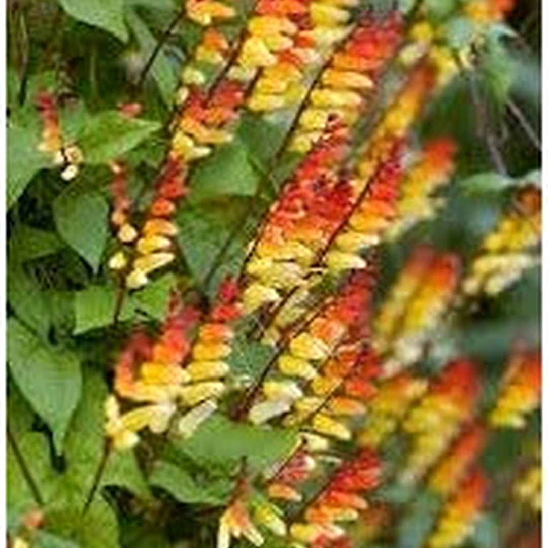 Heirloom Mina Lobata Plant Seeds for Garden Planting, Non-GMO, Exotic Climbing Blooms for Trellises [neera-v5-a23ac806c6cbab683a5f]