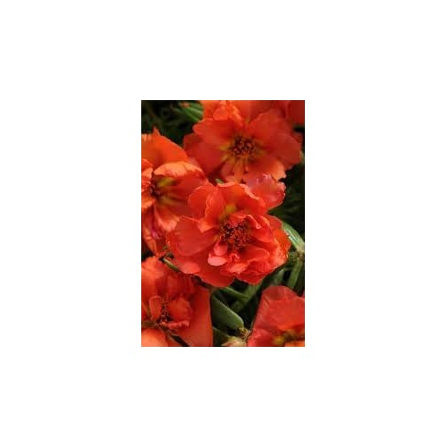 Portulaca Moss Flower Seeds for Planting [neera-v5-a242c2795e6fa1af8171]