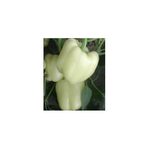 Bell Pepper Seeds for Planting | Heirloom, Non-GMO, High Germination Organic Garden Seeds [neera-v5-a242d141cf5737a8e6fb]